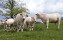 Crédits photo : M. Charnay